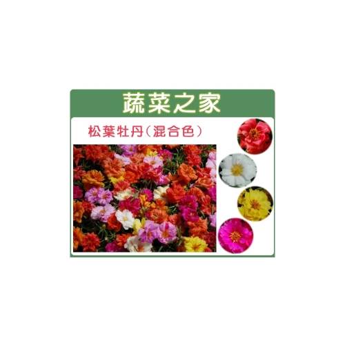 H37 松葉牡丹 混合色 匍匐性 種子0 02克 約60顆 蔬菜之家 I郵購 Postmall