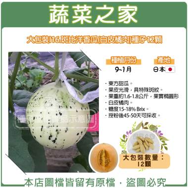 大包裝i16 斑比洋香瓜 白皮橘肉 種子12顆 蔬菜之家 I郵購 Postmall
