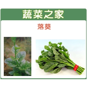 A08.落葵種子120顆
