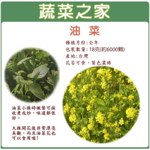 A16.油菜種子18克(約6000顆)