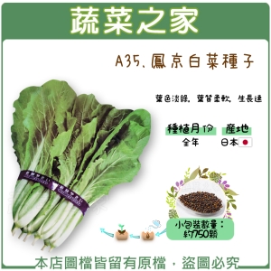 A35.鳳京白菜種子