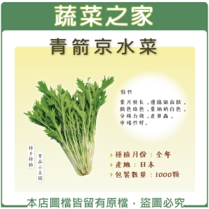 A37.青箭京水菜