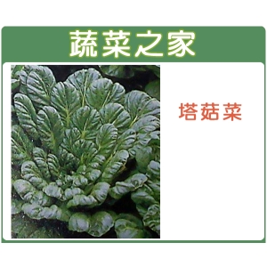 A39.塔菇菜種子(日本進口蹋稞菜 、烏塌菜)