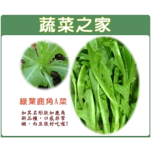 A40.綠葉鹿角妹仔菜種子 (日本進口新品種鹿角A菜)
