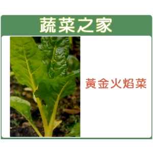 A42.黃金火焰菜種子100顆 (黃金菾菜、君達菜、甜菜)