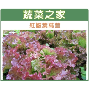 A44.紅葉皺葉萵苣種子(廣東萵)