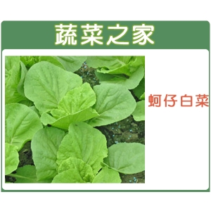 A45.蚵仔白菜種子