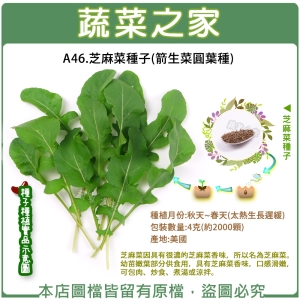 A46.芝麻菜種子(箭生菜圓葉種)4克(約2000顆)