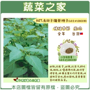 【蔬菜之家】A47.烏甜子(龍葵)種子0.8克(約2800顆)