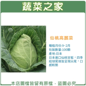 B09.仙桃高麗菜種子