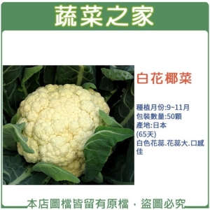 B03.白花椰菜種子50顆