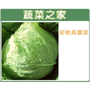 B01.初秋高麗菜種子(梨山品種)