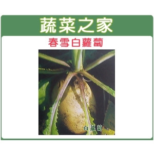 C02.春雪白蘿蔔種子8克(約700顆)