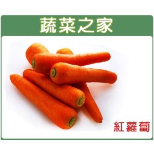 C01.紅蘿蔔(胡蘿蔔)種子5.2克(約3000顆)