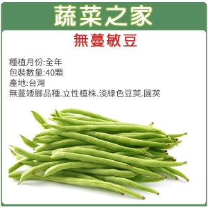E02.無蔓敏豆(無蔓矮腳品種)種子