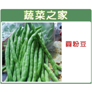 E06.圓粉豆(壞豆)種子