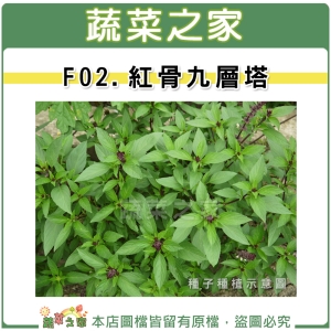 F02.九層塔 (紅骨羅勒)種子