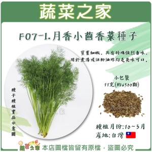【蔬菜之家】F07-1.月香小茴香菜種子(客家香菜)
