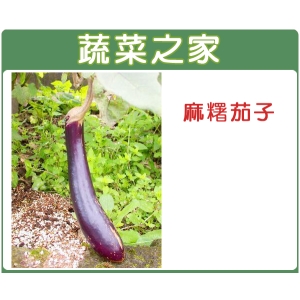 G18.麻糬茄子(長型紫紅色 果皮)種子