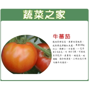 G36.牛番茄種子