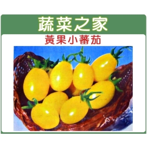 G21.黃果小番茄種子7顆