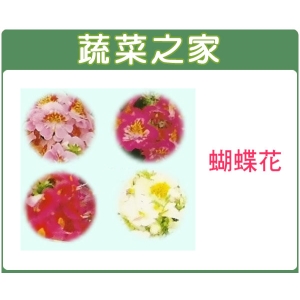 H58.蝴蝶花種子0.3克(約300顆)