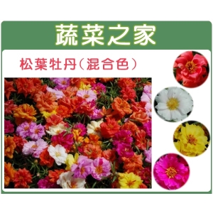 H37.松葉牡丹(混合色，匍匐性)種子0.02克(約60顆)