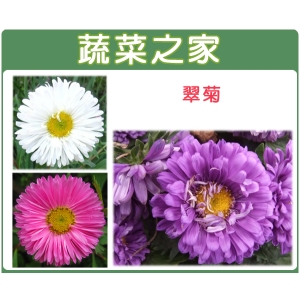 H21.翠菊(蜜蕾，混合色，高25cm)種子