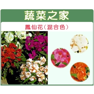 H31.鳳仙花(混合色，高35cm)種子20顆