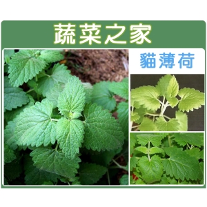 K14.貓薄荷種子
