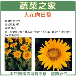 H41.大花向日葵種子5顆