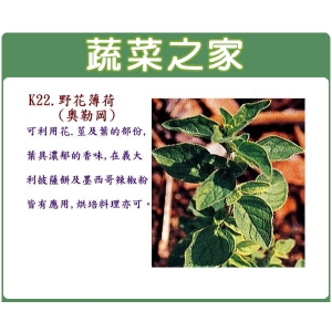 K22.野花薄荷種子(奧勒岡)300顆