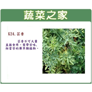 K24.芸香種子50顆