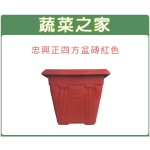 忠興1尺6正四方盆磚紅色
