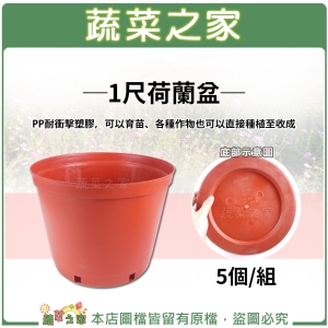 1尺荷蘭盆、栽培盆5個/組