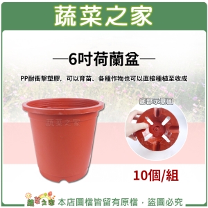 6吋荷蘭盆、栽培盆10個/組