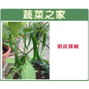G74.剝皮辣椒種子100顆