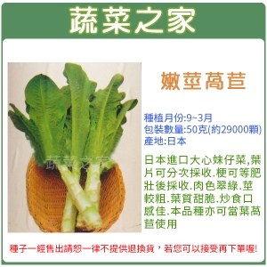 大包裝A07.嫩莖萵苣種子50克