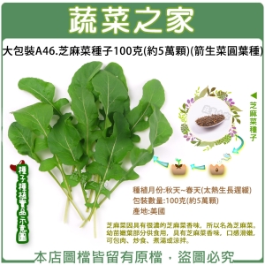 大包裝A46.芝麻菜種子100克(約5萬顆)(箭生菜圓葉種)