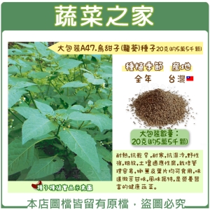 【蔬菜之家】大包裝A47.烏甜子(龍葵)種子20克(約5萬5千顆)