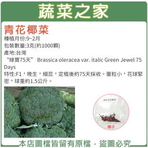 大包裝B02.青花椰菜種子3克