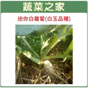 大包裝C12.迷你白蘿蔔種子70克