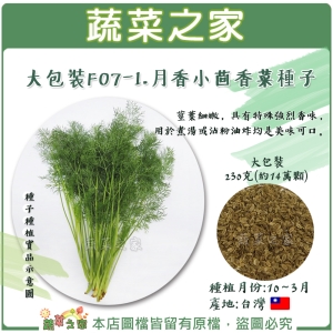 【蔬菜之家00F07-1】大包裝.月香小茴香菜種子230克(客家香菜)