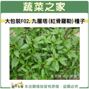 大包裝F02.九層塔 (紅骨羅勒)種子15克