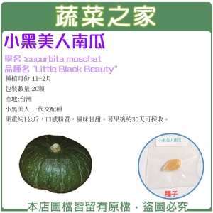 大包裝G52.小黑美人南瓜種子20顆
