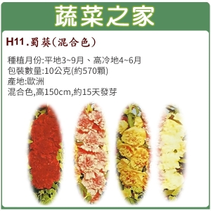 大包裝H11.蜀葵(混合色，高150cm)種子10公克(約570顆)