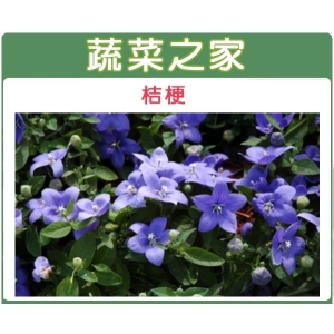 大包裝H35.桔梗(高30~50cm)種子0.6克(約540顆)