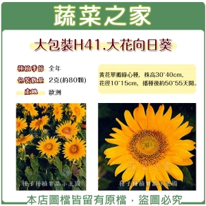 大包裝H41.大花向日葵種子2克(約80顆)