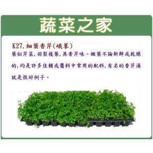 大包裝K27.細葉香芹種子(峨蔘)45克