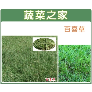 【蔬菜之家】百喜草種子1公斤裝